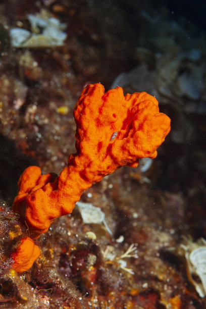 海洋生物橙色管海绵从潜水员的角度看水下照片图片下载