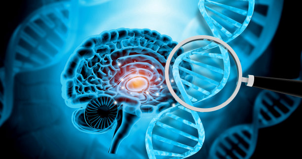 人脑的DNA横切面，放大镜，大脑检查的概念图片下载