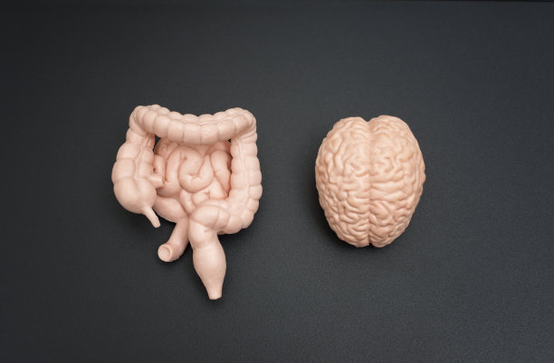 暗背景下的大脑和肠道模型图片下载