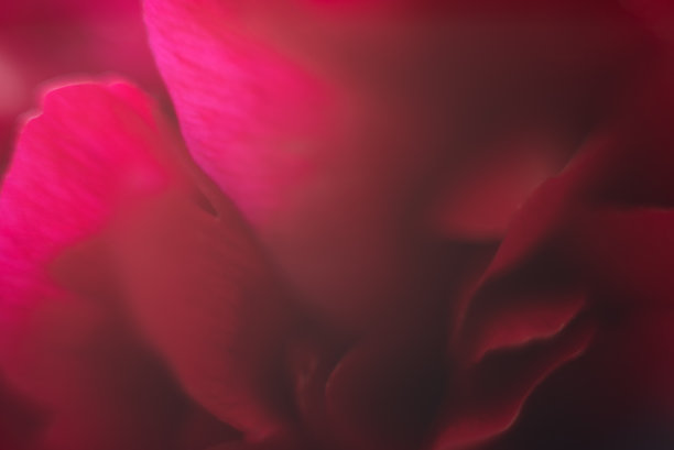 自然抽象的花瓣，红色透明花瓣与自然纹理作为自然背景或壁纸。宏观质感，中性色彩美学照片与叶脉，植物设计。图片下载