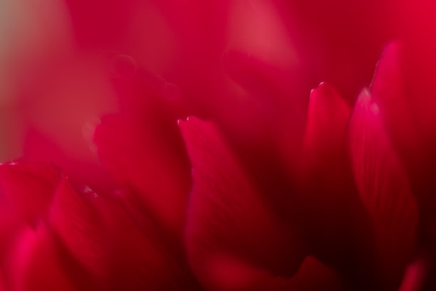 自然抽象的花瓣，红色透明花瓣与自然纹理作为自然背景或壁纸。宏观质感，中性色彩美学照片与叶脉，植物设计。图片下载