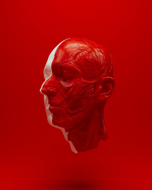 红白解剖头部生物科学覆盖三维物体红色背景四分之一视图图片下载