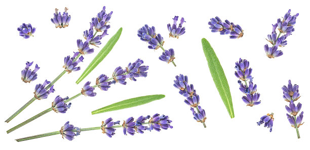 一组美丽的薰衣草花和绿叶孤立在一个白色的背景，俯视图。图片下载