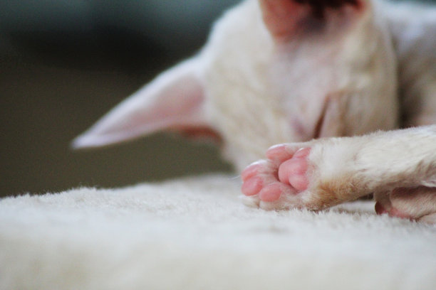 一张熟睡的康沃尔雷克斯小猫可爱爪子的特写照片图片下载