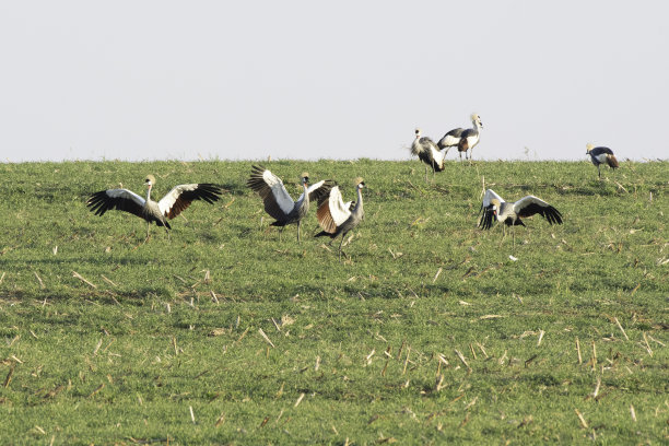 灰冠鹤在跳舞图片下载