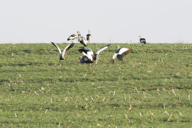 灰冠鹤在跳舞图片下载