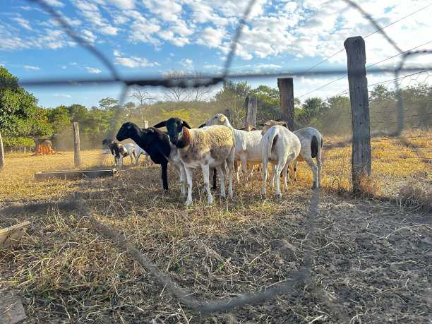 正在管理的一群羊。美丽蓝天的细节图片下载
