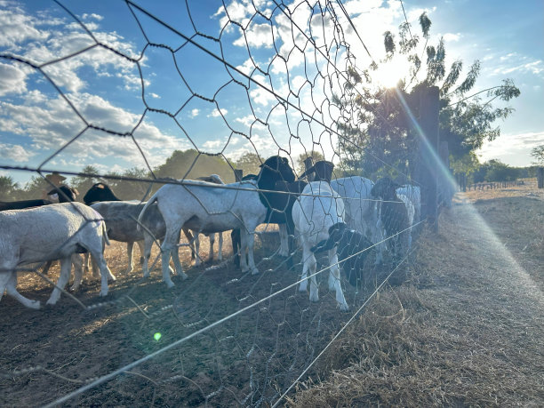 正在管理的一群羊。美丽蓝天的细节图片下载