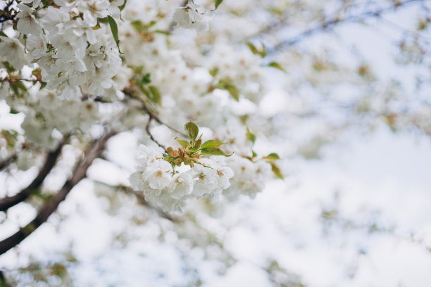 特写白色的樱花在春天的时候。自然背景。高质量的照片。樱花在春天盛开。女士们，母亲节明信片图片下载
