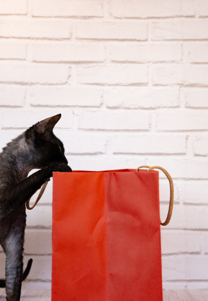 一只灰色的斯芬克斯猫试图从白色砖背景的红色购物袋里偷看图片下载