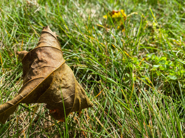 干的白色云杉树叶图片下载