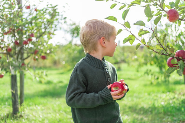 小孩子在果园里吃苹果。初学走路的小男孩在秋收的果园里吃着一个大红苹果。小男孩正捂着眼睛，苹果秋日晴，影子柔和。图片下载