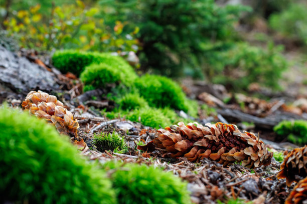 美丽的秋天自然照片在森林中，特色松果坐落在充满活力的彩色苔藓岩石。图片下载
