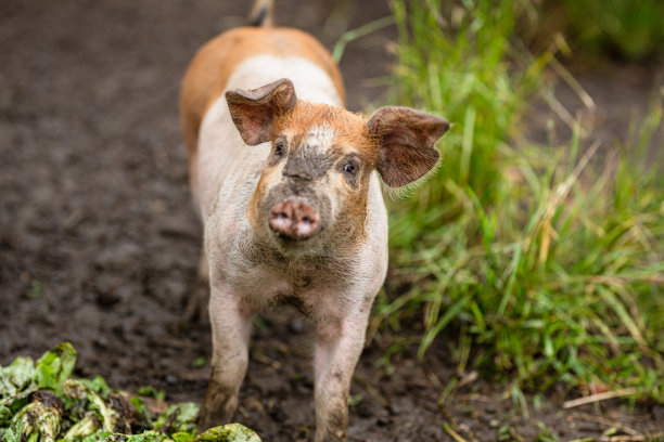 猪圈里等待食物的小猪…图片下载