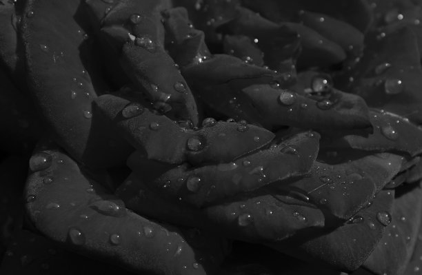 水滴的软花瓣的黑玫瑰花极端的特写图片图片下载