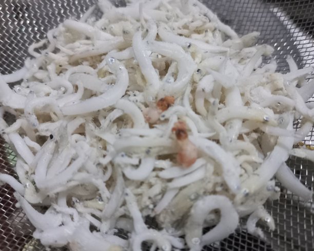 生凤尾鱼新鲜的海鲜原料准备食品从印度尼西亚，可用于烹饪图片下载