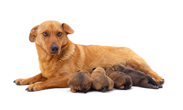 这只狗正在喂她的小狗。图片下载