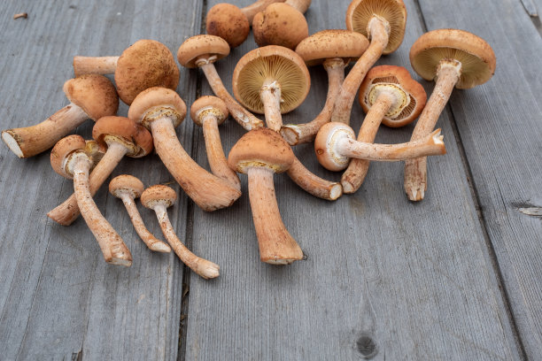 木桌背景上一组新鲜收获的蘑菇，特写。生蘑菇出版物，海报，屏幕保护程序，壁纸，明信片，横幅，封面，邮政。高质量照片图片下载
