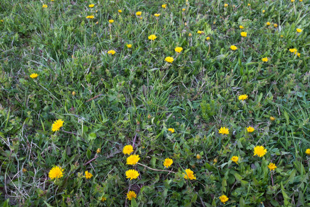 蒲公英草地，俯视图。绿色草地与黄色蒲公英出版，设计，海报，日历，邮政，屏幕保护程序，壁纸，明信片，横幅，封面，网站。高质量照片图片下载