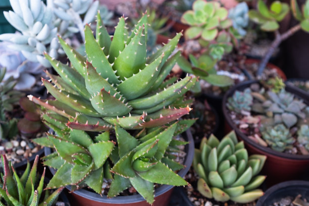芦荟植物生长在锅。多肉植物海报，日历，邮政，屏幕保护程序，壁纸，明信片，横幅，封面，网站。高质量照片图片下载