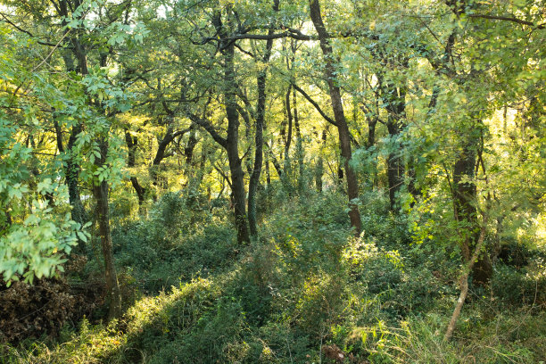 森林景观。夏季仙女森林与明亮的阳光透过树木照射出版物，海报，日历，屏幕保护程序，壁纸，帖子，横幅，封面。高质量照片图片下载
