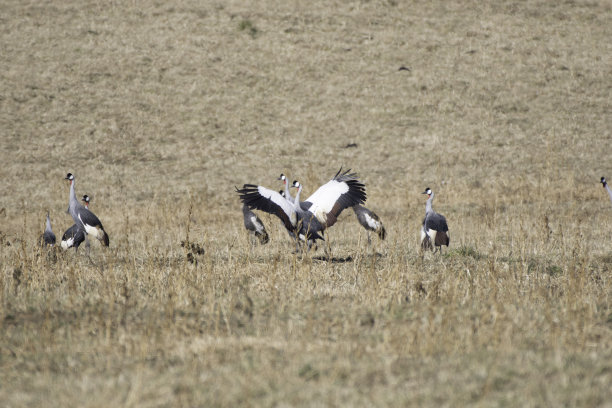 灰冠鹤在跳舞图片下载