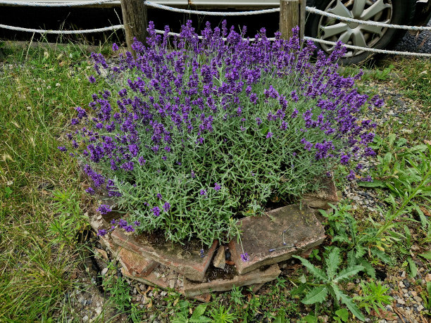 斜坡公园里带楼梯的露台。石挡土墙用轻质石。多年生的蓝色薰衣草和粉红色玫瑰生长在墙的边缘。图片下载