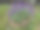 斜坡公园里带楼梯的露台。石挡土墙用轻质石。多年生的蓝色薰衣草和粉红色玫瑰生长在墙的边缘。图片下载