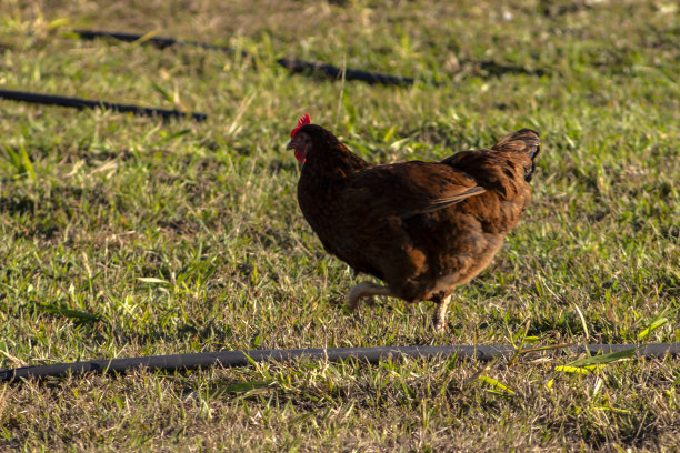 家禽养殖图片下载
