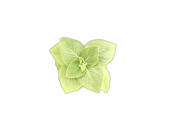 白底绿花的照片。图片下载