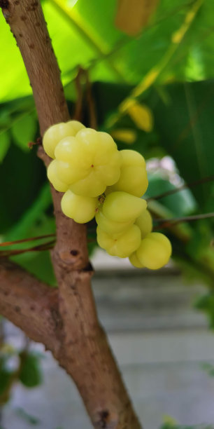 一串葡萄挂在树上的照片。图片下载