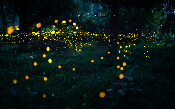 萤火虫在森林里飞翔。泰国普拉钦布里，夜间丛林中的萤火虫。长曝光照片。图片下载