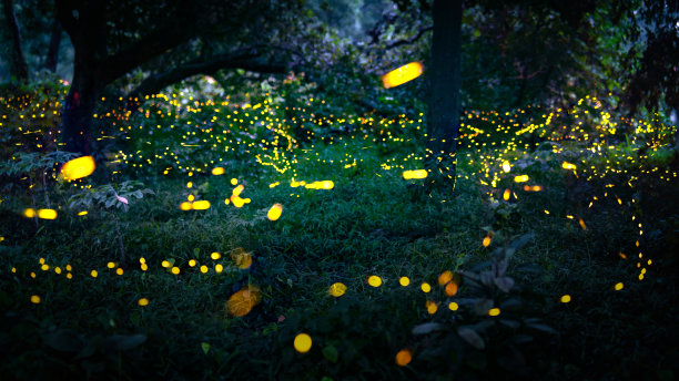 萤火虫在森林里飞翔。泰国普拉钦布里，夜间丛林中的萤火虫。长曝光照片。图片下载