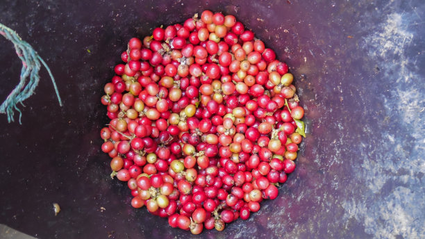 樱桃咖啡豆收获到的容器是手工采摘的，然后被晒干，准备在烘烤过程的下一步。樱桃咖啡豆的背景被收获到容器中。图片下载