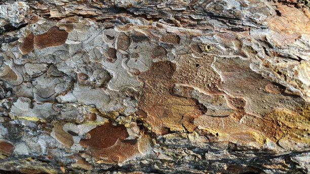 美丽的树皮背景。松树的树皮。马可的照片。木制背景。松树。黄色的树皮。抽象的背景图片下载