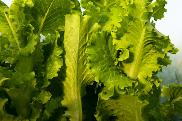 背景来自新鲜的绿色生菜叶子。生绿叶蔬菜。沙拉植物海报，日历，邮政，屏幕保护程序，壁纸，明信片，横幅，封面，网站。高质量照片图片下载