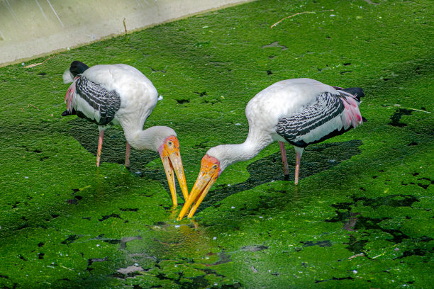 一对彩鹳(白色头菌)在印度古吉拉特邦统一雕像附近的凯瓦迪亚湖中进食的特写照片。图片下载
