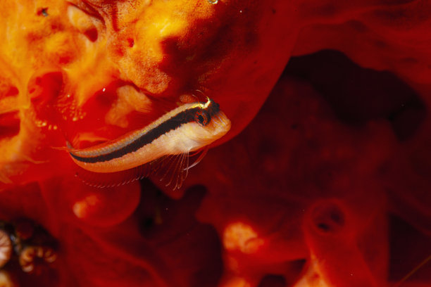 条纹虾虎鱼- Gobius vittatus，海洋生物地中海水肺潜水员的观点。水下照片图片下载