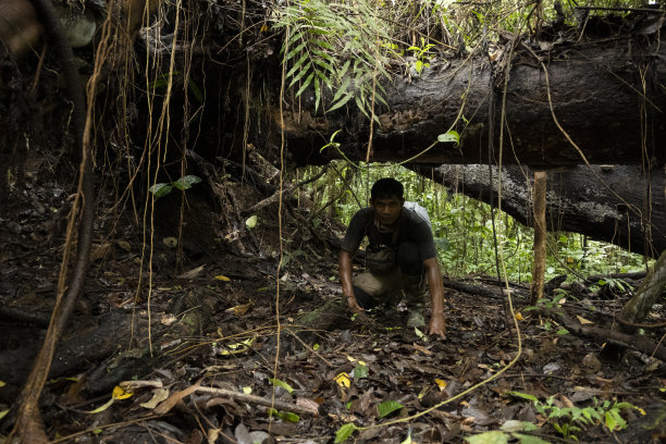 男子蹲在倒下的树下-库存照片图片下载