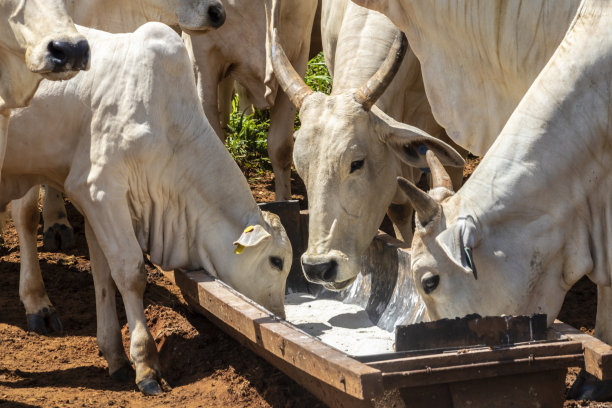 内洛尔牛饲料中添加无机盐图片下载