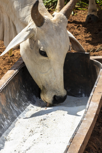 内洛尔牛饲料中添加无机盐图片下载