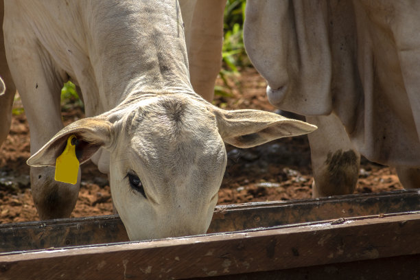 内洛尔牛饲料中添加无机盐图片下载