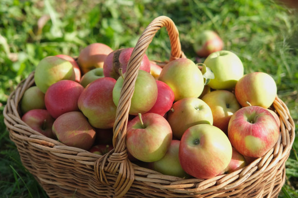 农场篮子里的大红苹果。柳条篮子里装着成熟的新鲜苹果。从苹果公司提取的产品。秋收概念。果园，收获。秋收果园。晴天，阴影图片下载