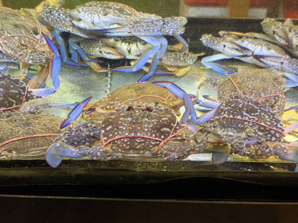 在海鲜市场档位，展示在鱼缸内待售的新鲜活蓝蟹(青蟹，Portunus pelagicus)的特写图像，重点放在前景图片下载