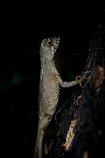 蜥蜴动物爬在死树干上，深色背景图片，野生动物摄影图片下载