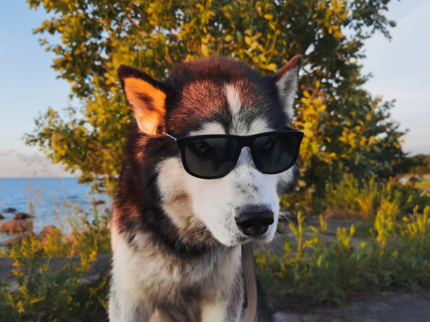 与动物的有趣照片，一只戴着太阳镜的哈士奇狗在日落的大自然中。图片下载