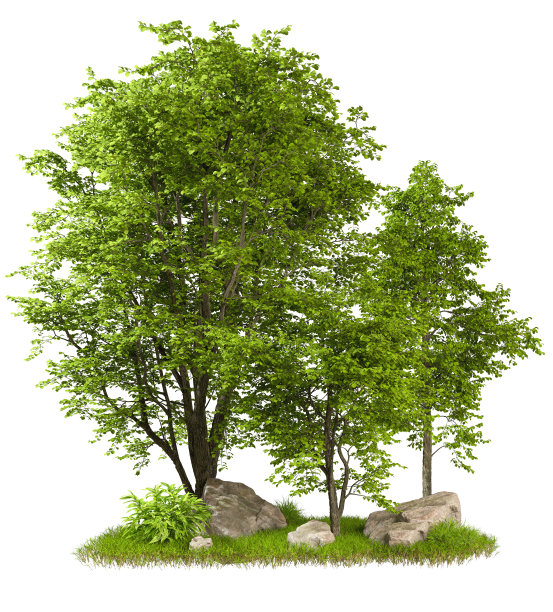 在白色背景上切割出绿色热带森林树木3d渲染图片下载
