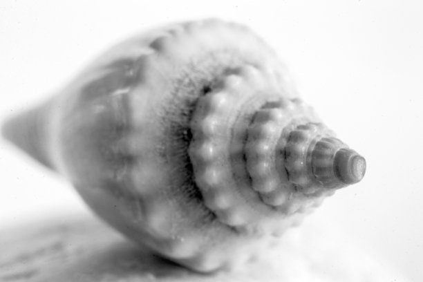 贝壳，微距照片。黄金比例螺旋式上升显然是存在的。图片下载