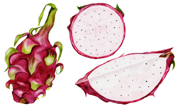 火龙果水彩画套装。异国情调的火龙果，整个切成片与种子在一个孤立的白色背景。手画。泰国植物的写实绘画。为食物插图设计和热带鸡尾酒菜单。图片下载