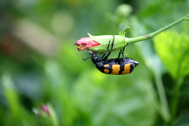 黄带水疱甲虫(Mylabris phalerata)进食木槿植物:(图片来源:Sanjiv Shukla)图片下载